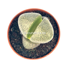 Cargar imagen en el visor de la galería, Pleiospilos nelii - ø 5.5 cm - Sucunatura. Plantas crassulas como echeveria, kalanchoe, sedum, sempervivum, graptoveria y aeonium.
