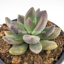 Cargar imagen en el visor de la galería, Echeveria Tolimanensis Dark Red - ø 10.5 cm - Sucunatura. Plantas crassulas como echeveria, kalanchoe, sedum, sempervivum, graptoveria y aeonium.
