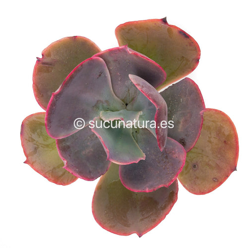 Echeveria Gigantea - ø 5.5 cm - Sucunatura. Plantas crassulas como echeveria, kalanchoe, sedum, sempervivum, graptoveria y aeonium.