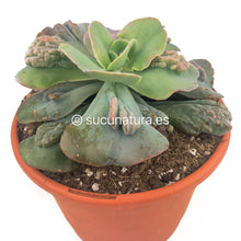 Cargar imagen en el visor de la galería, Echeveria Cameo - ø 13 cm - Sucunatura. Plantas crassulas como echeveria, kalanchoe, sedum, sempervivum, graptoveria y aeonium.
