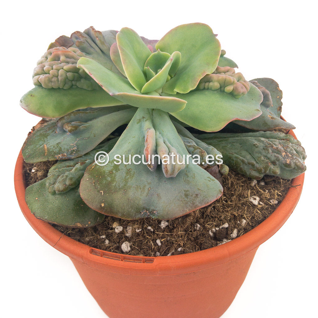 Echeveria Cameo - ø 13 cm - Sucunatura. Plantas crassulas como echeveria, kalanchoe, sedum, sempervivum, graptoveria y aeonium.