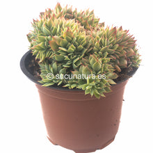 Load image into Gallery viewer, Echeveria Kirov Cristata - ø 14cm - Sucunatura. Plantas crassulas como echeveria, kalanchoe, sedum, sempervivum, graptoveria y aeonium.
