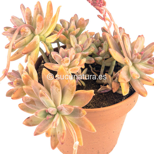 Graptosedum Francesco Baldi - ø 10.5 cm - Sucunatura. Plantas crassulas como echeveria, kalanchoe, sedum, sempervivum, graptoveria y aeonium.