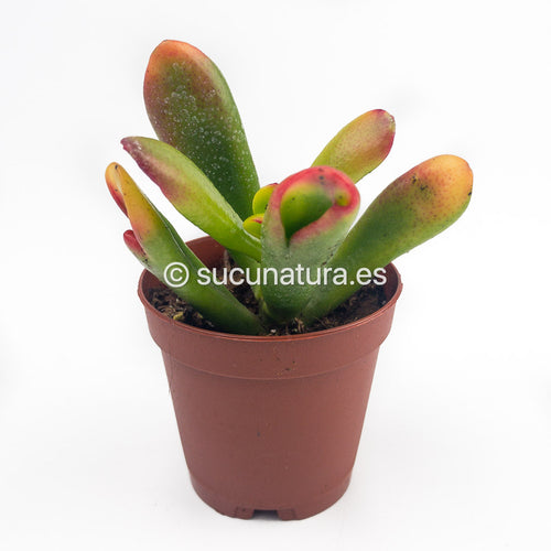 Crassula Ovata Hobbit - ø 5.5 cm - Sucunatura. Plantas crassulas como echeveria, kalanchoe, sedum, sempervivum, graptoveria y aeonium.