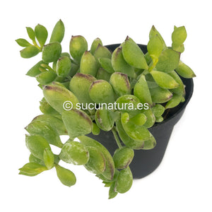 Cotiyledon Pendens Variegata - ø 10.5 cm - Sucunatura. Plantas crassulas como echeveria, kalanchoe, sedum, sempervivum, graptoveria y aeonium.