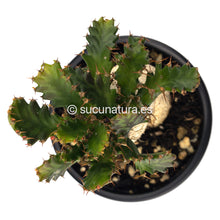 Cargar imagen en el visor de la galería, Euphorbia Stellata - ø 12 cm - Sucunatura. Plantas crassulas como echeveria, kalanchoe, sedum, sempervivum, graptoveria y aeonium.
