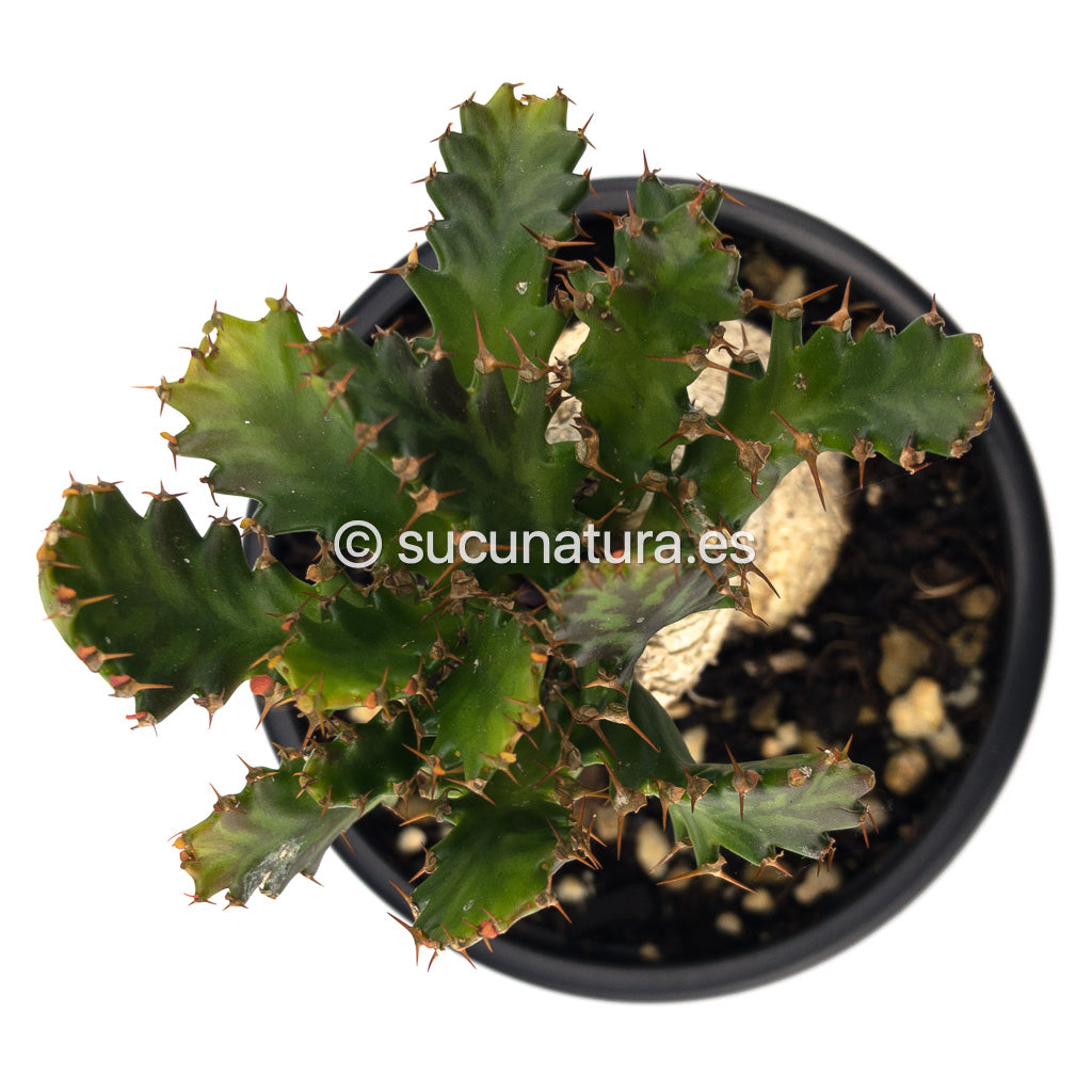 Euphorbia Stellata - ø 12 cm - Sucunatura. Plantas crassulas como echeveria, kalanchoe, sedum, sempervivum, graptoveria y aeonium.