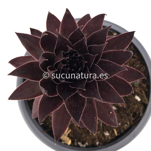 Sempervivum Strawberry kiwi - 13 ø cm - Sucunatura. Plantas crassulas como echeveria, kalanchoe, sedum, sempervivum, graptoveria y aeonium.