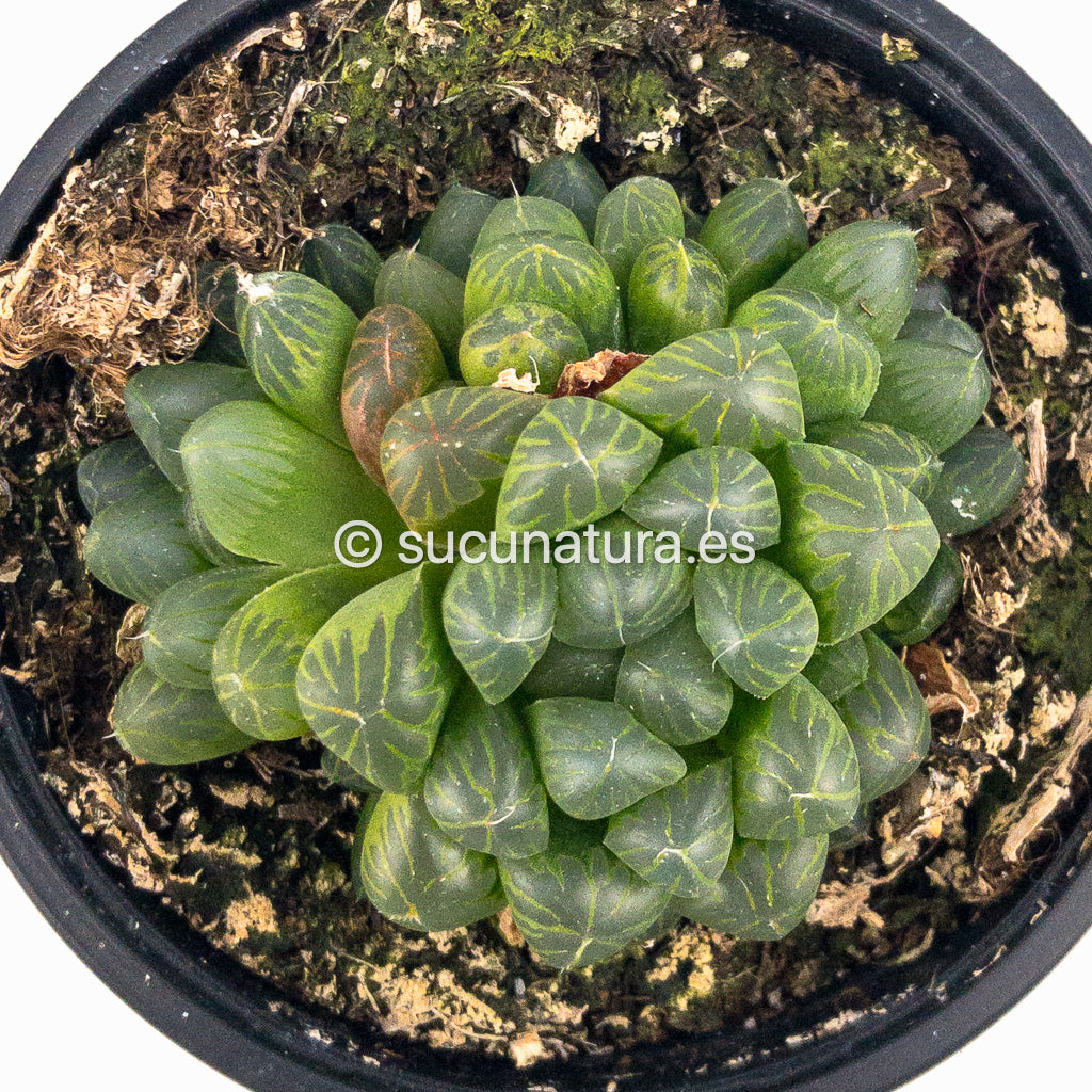 Haworthia Cooperi var. Obtusa - ø 10.5 cm - Sucunatura. Plantas crassulas como echeveria, kalanchoe, sedum, sempervivum, graptoveria y aeonium.