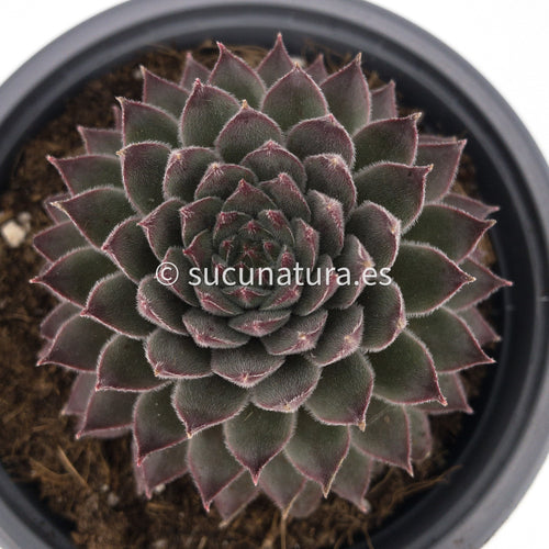 Sempervivum Silver Suede - 13 ø cm - Sucunatura. Plantas crassulas como echeveria, kalanchoe, sedum, sempervivum, graptoveria y aeonium.