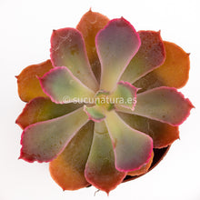 Load image into Gallery viewer, Echeveria Neón breakers- ø 5.5 cm - Sucunatura. Plantas crassulas como echeveria, kalanchoe, sedum, sempervivum, graptoveria y aeonium.
