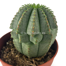 Cargar imagen en el visor de la galería, Euphorbia infausta - ø 8.5 cm - Sucunatura. Plantas crassulas como echeveria, kalanchoe, sedum, sempervivum, graptoveria y aeonium.
