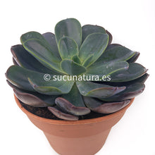 Load image into Gallery viewer, Echeveria Blue Prince - ø 14cm - Sucunatura. Plantas crassulas como echeveria, kalanchoe, sedum, sempervivum, graptoveria y aeonium.
