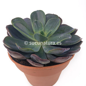 Echeveria Blue Prince - ø 14cm - Sucunatura. Plantas crassulas como echeveria, kalanchoe, sedum, sempervivum, graptoveria y aeonium.