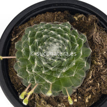 Cargar imagen en el visor de la galería, Sempervivum Arachnoideum - 10.5 ø cm - Sucunatura. Plantas crassulas como echeveria, kalanchoe, sedum, sempervivum, graptoveria y aeonium.
