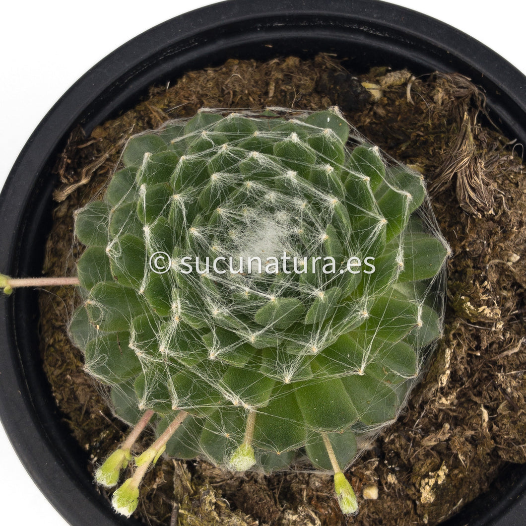 Sempervivum Arachnoideum - 10.5 ø cm - Sucunatura. Plantas crassulas como echeveria, kalanchoe, sedum, sempervivum, graptoveria y aeonium.