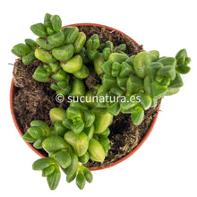 Cargar imagen en el visor de la galería, Crassula Elegans Eenriet - ø 8.5 cm - Sucunatura. Plantas crassulas como echeveria, kalanchoe, sedum, sempervivum, graptoveria y aeonium.
