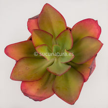 Cargar imagen en el visor de la galería, Echeveria Undulata - ø 17 cm - Sucunatura. Plantas crassulas como echeveria, kalanchoe, sedum, sempervivum, graptoveria y aeonium.
