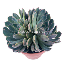 Cargar imagen en el visor de la galería, Echeveria Pink Edge - ø 14 cm - Sucunatura. Plantas crassulas como echeveria, kalanchoe, sedum, sempervivum, graptoveria y aeonium.
