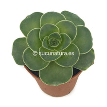 Cargar imagen en el visor de la galería, Greenovia - ø 5.5 cm - Sucunatura. Plantas crassulas como echeveria, kalanchoe, sedum, sempervivum, graptoveria y aeonium.
