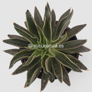 Echeveria Lutea - ø 10.5 cm - Sucunatura. Plantas crassulas como echeveria, kalanchoe, sedum, sempervivum, graptoveria y aeonium.
