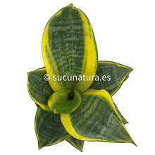 Load image into Gallery viewer, Sansevieria Trifasciata Hahnii - ø 8.5 cm - Sucunatura. Plantas crassulas como echeveria, kalanchoe, sedum, sempervivum, graptoveria y aeonium.
