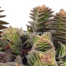 Cargar imagen en el visor de la galería, Crassula Capitella Pagoda - ø 10.5 cm - Sucunatura. Plantas crassulas como echeveria, kalanchoe, sedum, sempervivum, graptoveria y aeonium.
