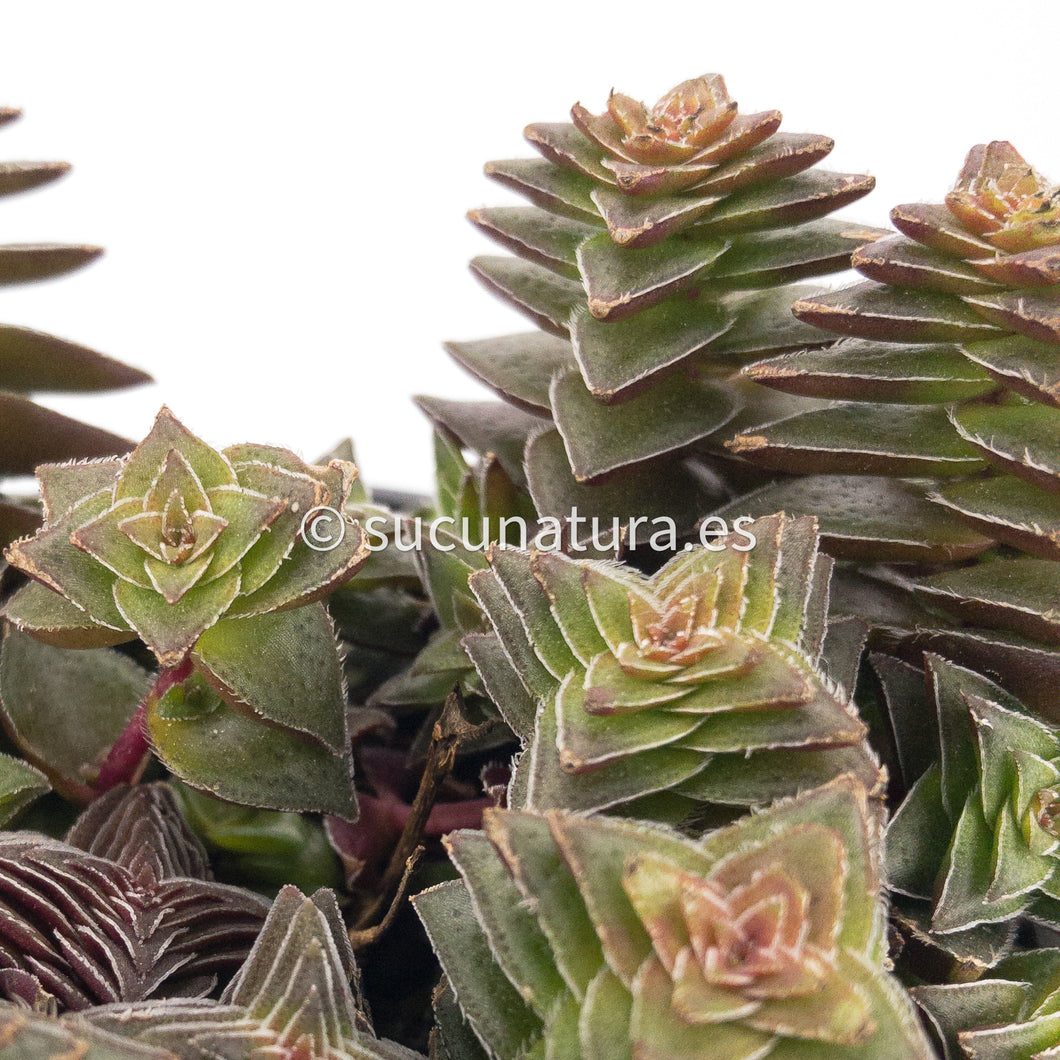 Crassula Capitella Pagoda - ø 10.5 cm - Sucunatura. Plantas crassulas como echeveria, kalanchoe, sedum, sempervivum, graptoveria y aeonium.