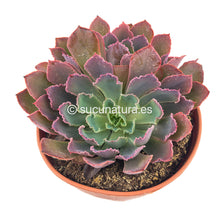 Cargar imagen en el visor de la galería, Echeveria Neon Breakers - ø 14cm - Sucunatura. Plantas crassulas como echeveria, kalanchoe, sedum, sempervivum, graptoveria y aeonium.
