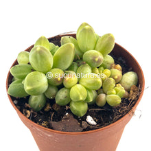 Load image into Gallery viewer, Pequeña Joya o Pachyphytum Compactum - ø 5.5 cm - Sucunatura. Plantas crassulas como echeveria, kalanchoe, sedum, sempervivum, graptoveria y aeonium.
