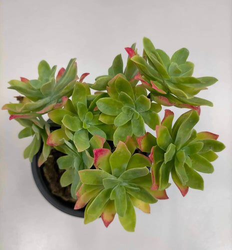 Sedum Palmeri - ø 10.5 cm - Sucunatura. Plantas crassulas como echeveria, kalanchoe, sedum, sempervivum, graptoveria y aeonium.