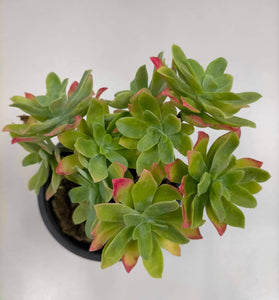 Sedum Palmeri - ø 10.5 cm - Sucunatura. Plantas crassulas como echeveria, kalanchoe, sedum, sempervivum, graptoveria y aeonium.