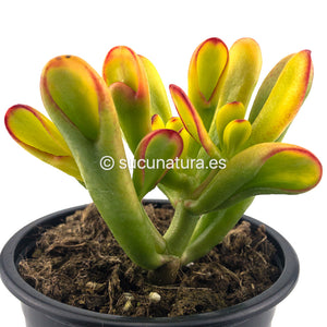 Crassula Ovata Gollum Tricolor - ø 10.5 cm - Sucunatura. Plantas crassulas como echeveria, kalanchoe, sedum, sempervivum, graptoveria y aeonium.