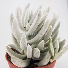 Load image into Gallery viewer, Senecio Haworthii Montblanc - ø 10.5 cm - Sucunatura. Plantas crassulas como echeveria, kalanchoe, sedum, sempervivum, graptoveria y aeonium.
