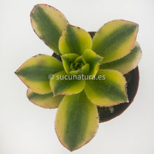 Load image into Gallery viewer, Aeonium Sunburst - ø 5.5 cm - Sucunatura. Plantas crassulas como echeveria, kalanchoe, sedum, sempervivum, graptoveria y aeonium.
