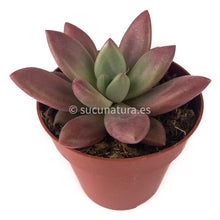 Load image into Gallery viewer, Graptoveria Ruby Dona - 10.5 ø cm - Sucunatura. Plantas crassulas como echeveria, kalanchoe, sedum, sempervivum, graptoveria y aeonium.
