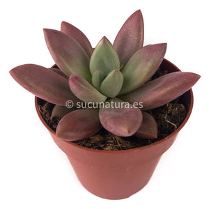 Graptoveria Ruby Dona - 10.5 ø cm - Sucunatura. Plantas crassulas como echeveria, kalanchoe, sedum, sempervivum, graptoveria y aeonium.