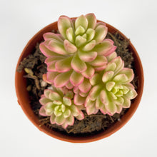 Cargar imagen en el visor de la galería, Sedum Joyce Tulloch Variegata - ø 8.5 cm
