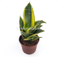 Load image into Gallery viewer, Sansevieria Trifasciata Hahnii - ø 8.5 cm - Sucunatura. Plantas crassulas como echeveria, kalanchoe, sedum, sempervivum, graptoveria y aeonium.
