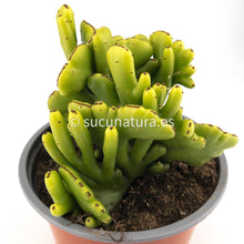 Cargar imagen en el visor de la galería, Euphorbia cristata s.p - ø 14 cm - Sucunatura. Plantas crassulas como echeveria, kalanchoe, sedum, sempervivum, graptoveria y aeonium.
