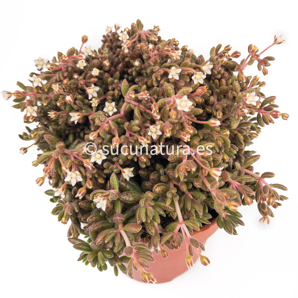 Crassula Humbertii - ø 8.5 cm - Sucunatura. Plantas crassulas como echeveria, kalanchoe, sedum, sempervivum, graptoveria y aeonium.