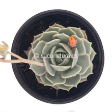 Cargar imagen en el visor de la galería, Echeveria Lola - ø 10.5 cm - Sucunatura. Plantas crassulas como echeveria, kalanchoe, sedum, sempervivum, graptoveria y aeonium.
