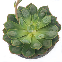 Cargar imagen en el visor de la galería, Echeveria Raindrops - ø 12 cm - Sucunatura. Plantas crassulas como echeveria, kalanchoe, sedum, sempervivum, graptoveria y aeonium.
