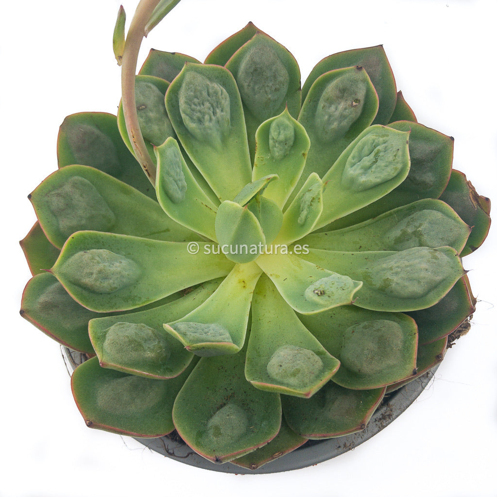 Echeveria Raindrops - ø 12 cm - Sucunatura. Plantas crassulas como echeveria, kalanchoe, sedum, sempervivum, graptoveria y aeonium.