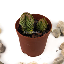 Load image into Gallery viewer, Crassula Pyramidalis (Templo de Buda) - ø 5.5 cm - Sucunatura. Plantas crassulas como echeveria, kalanchoe, sedum, sempervivum, graptoveria y aeonium.
