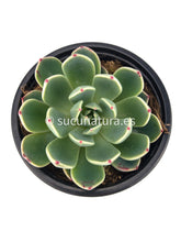 Load image into Gallery viewer, Echeveria Secunda Reglensis- ø 10.5 cm - Sucunatura. Plantas crassulas como echeveria, kalanchoe, sedum, sempervivum, graptoveria y aeonium.
