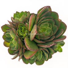 Cargar imagen en el visor de la galería, Echeveria ssp - ø 10.5 cm - Sucunatura. Plantas crassulas como echeveria, kalanchoe, sedum, sempervivum, graptoveria y aeonium.
