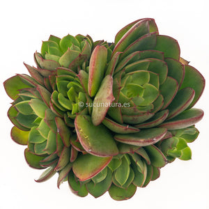 Echeveria ssp - ø 10.5 cm - Sucunatura. Plantas crassulas como echeveria, kalanchoe, sedum, sempervivum, graptoveria y aeonium.