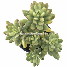 Load image into Gallery viewer, Pachyveria Scheideckeri Albocarinata - ø 10.5 cm - Sucunatura. Plantas crassulas como echeveria, kalanchoe, sedum, sempervivum, graptoveria y aeonium.
