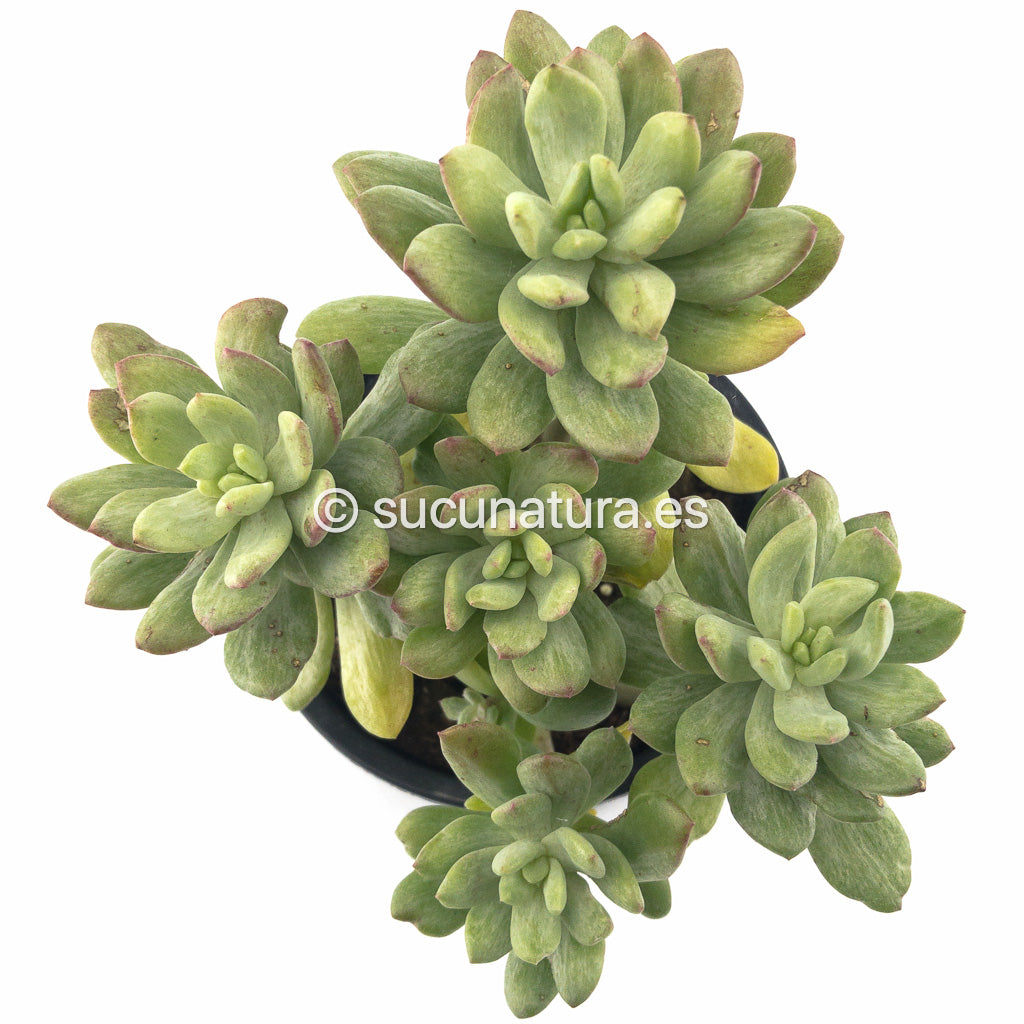 Pachyveria Scheideckeri Albocarinata - ø 10.5 cm - Sucunatura. Plantas crassulas como echeveria, kalanchoe, sedum, sempervivum, graptoveria y aeonium.